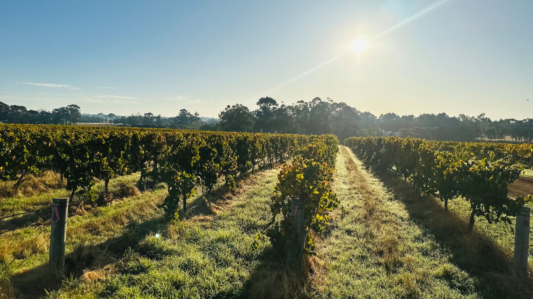 The History Of Margaret River As A Wine Region | Altair Estate