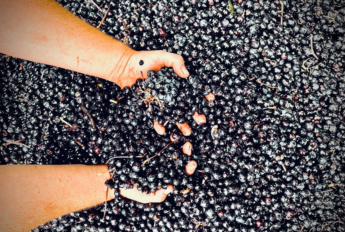 The Art Of Extended Skin Maceration In Red Winemaking | Altair Estate